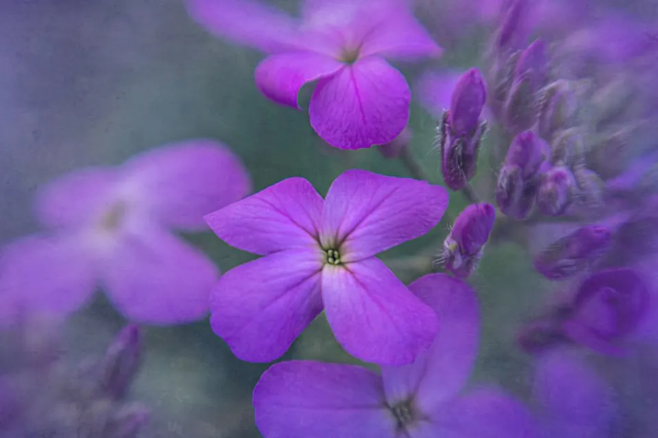 Garden design: Flower Background