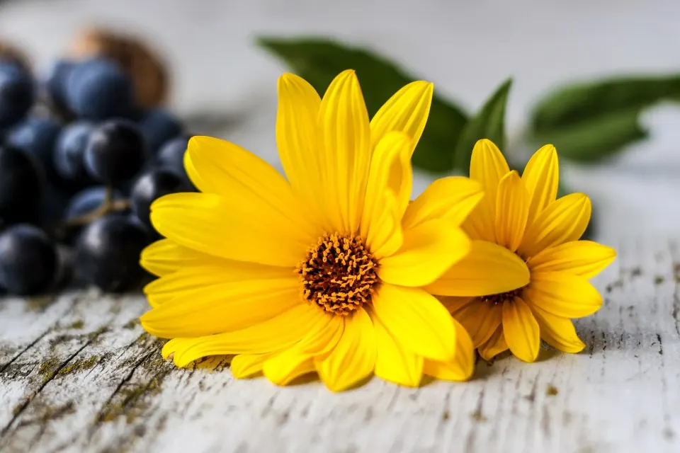 Garden design: Yellow Flowers