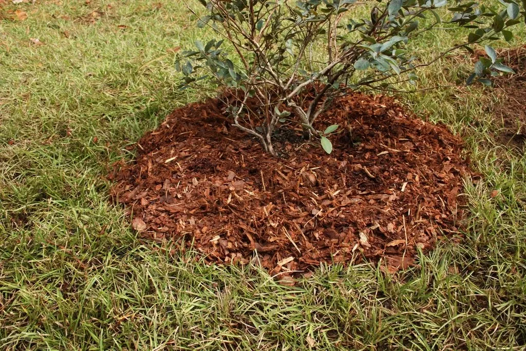 Mulching: Planting Blueberries with Mulch