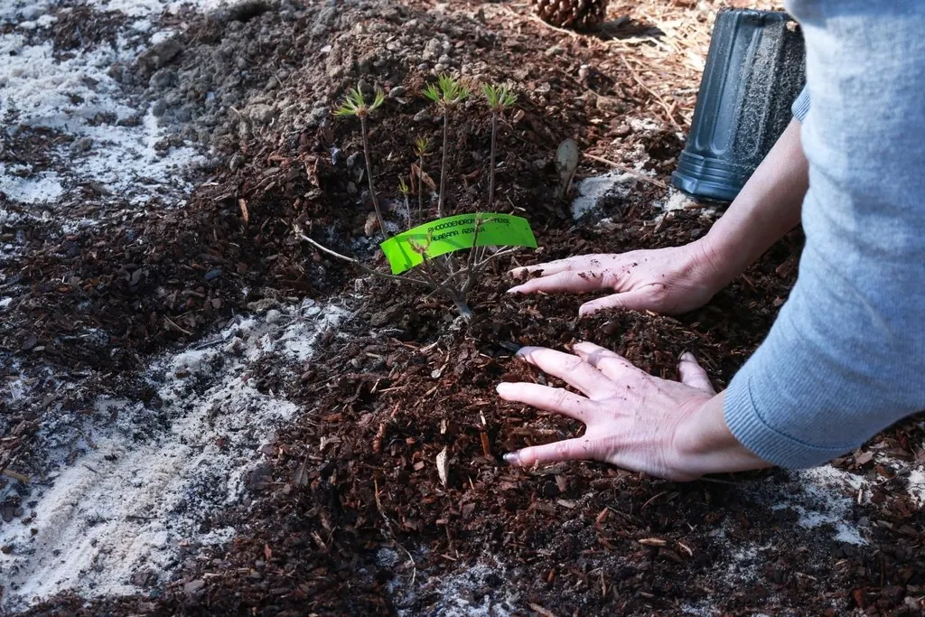 Mulching: Planting an Azalea