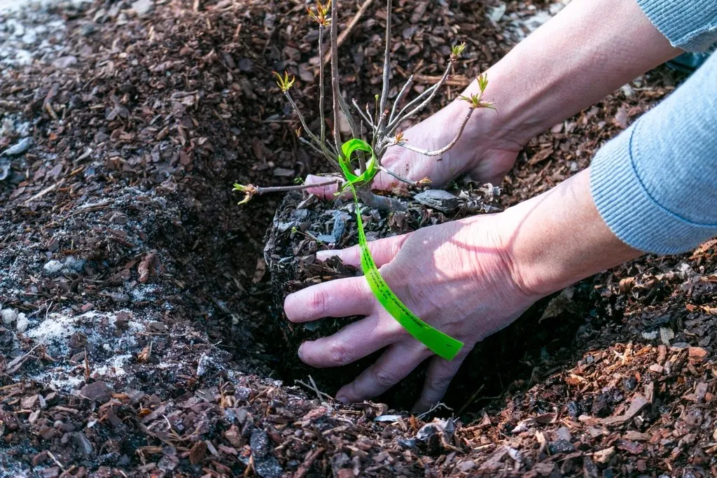 Mulching: Planting an Azalea