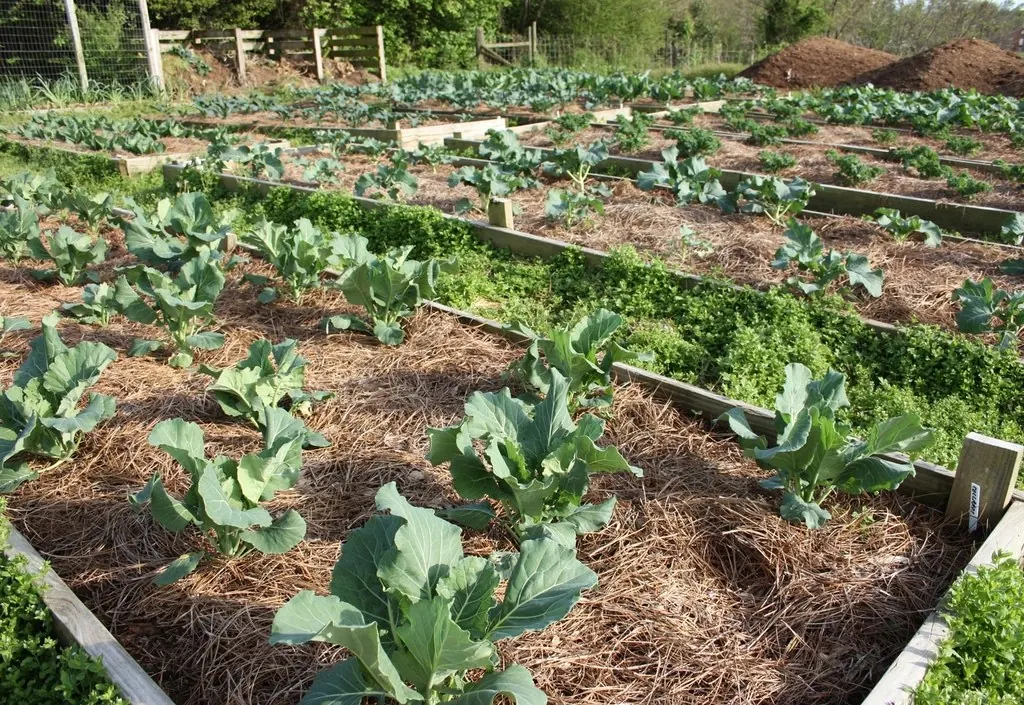 Mulching: Plants raised bed garden