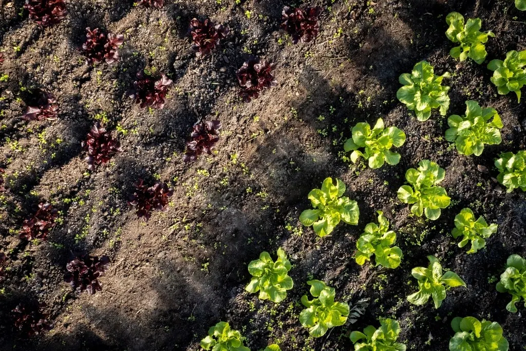 Planting: Vegetable farm, agriculture, aerial view