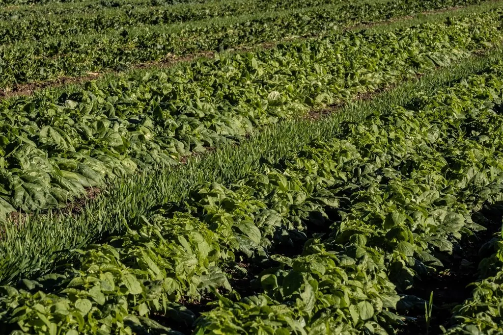 Planting: Sang Lee Farms uses Intercropping