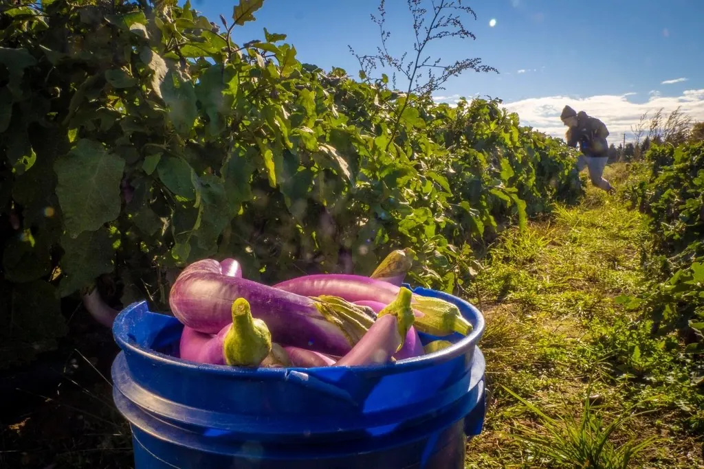 Planting: Asian Eggplant, vegetable picking