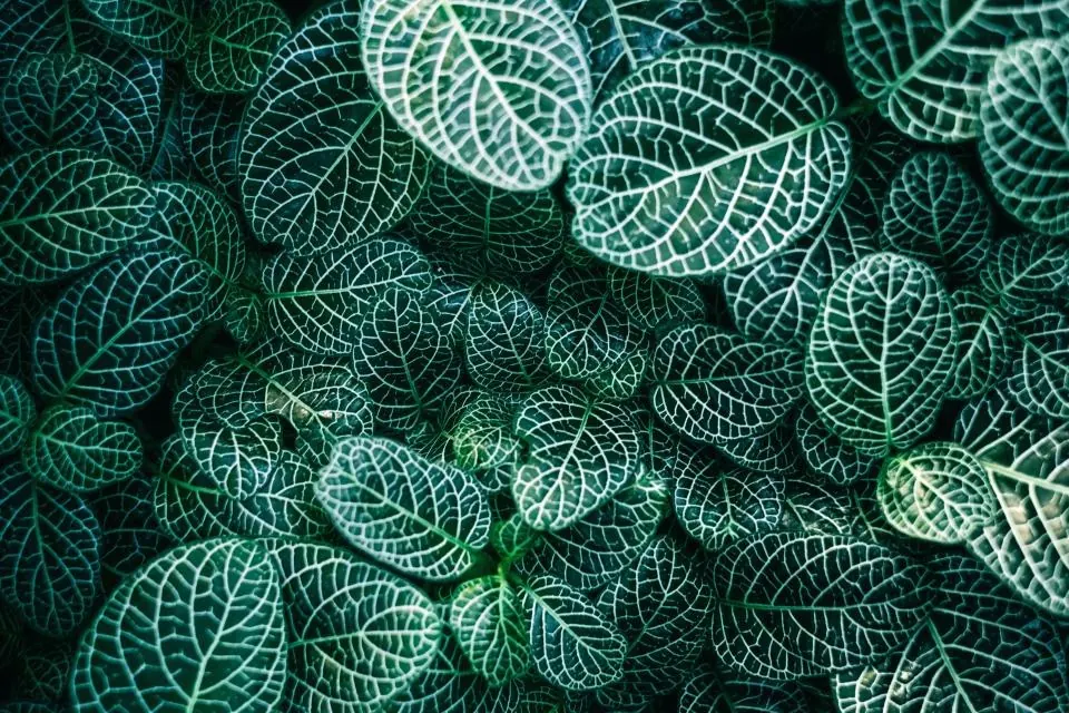 Planting: Green Plants