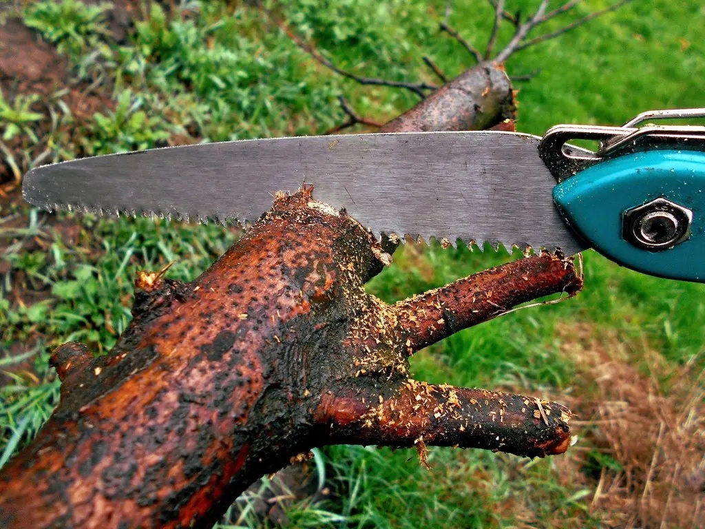 Tree trimming: Cutting wood