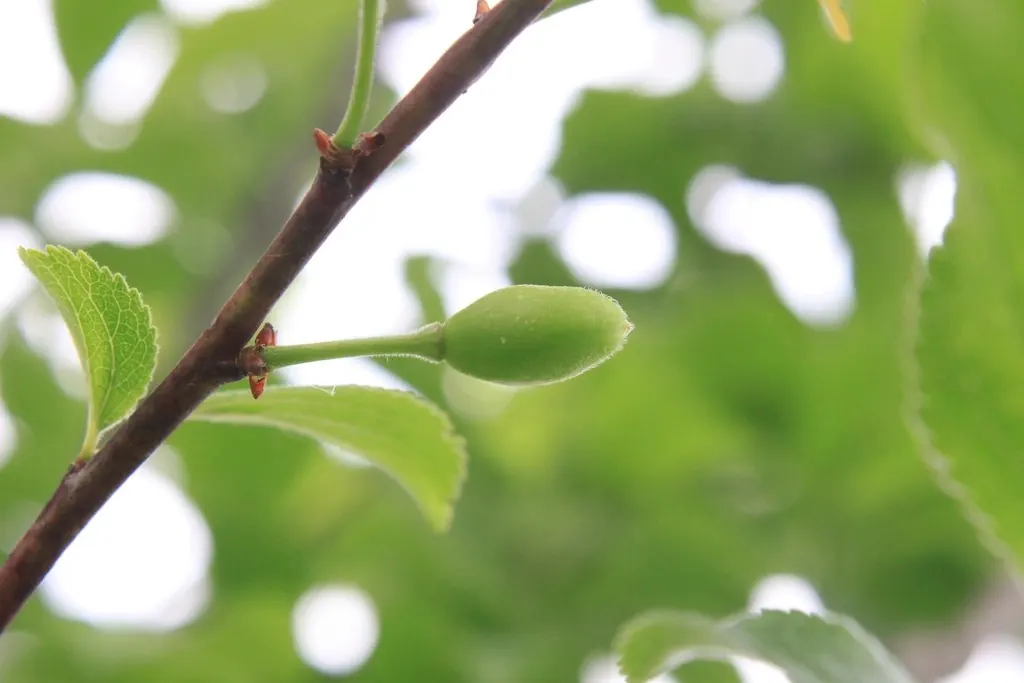 Tree trimming: Prunes tree