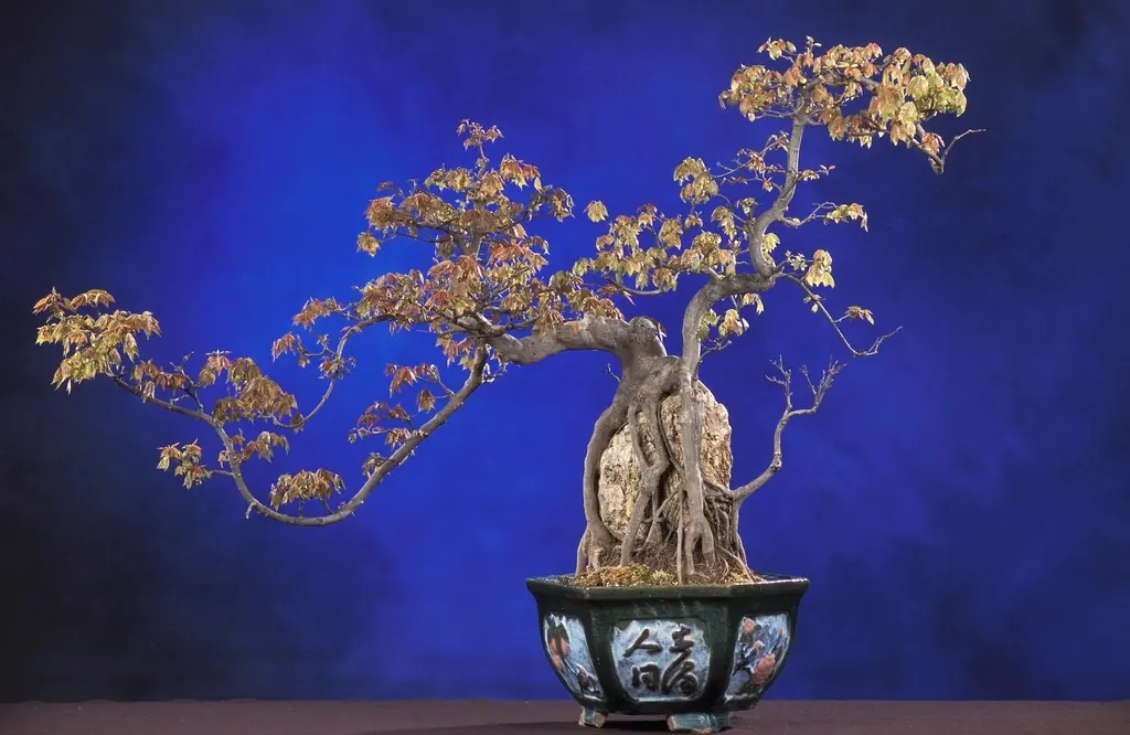 Tree trimming: Part penjing collection National Bonsai